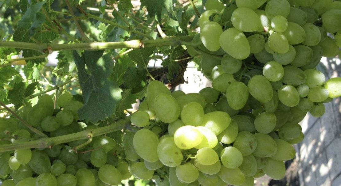 Описание сорта винограда Бажена, характеристики и история селекции, выращивание