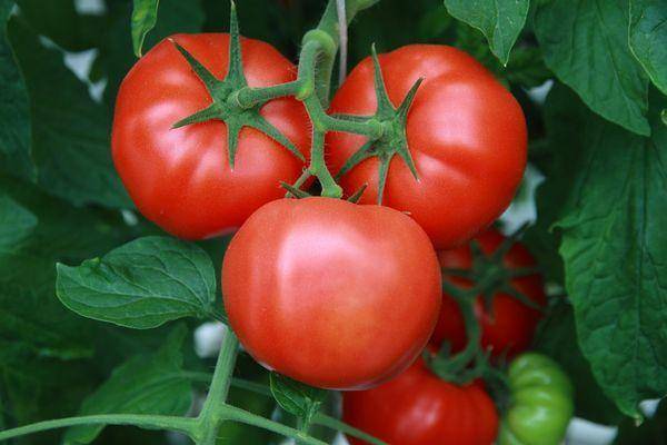 Сорт томатов красным красно f1