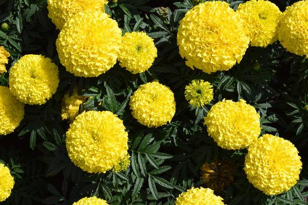 Цветки бархатцев — лечебные свойства, от чего помогают, применение