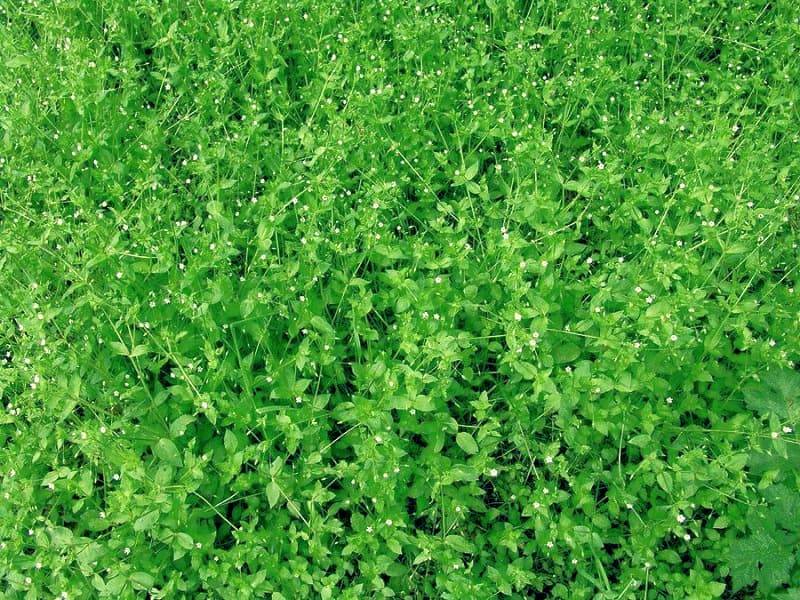 Лечебные свойства травы мокрицы, применение при похудении, больных суставах, в косметике и кулинарии