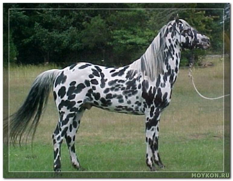 Гнедая лошадь: описание и разновидности окраса, история возникновения