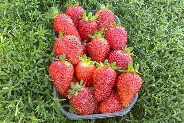 Клубника альбион: уникальный сорт, с которого собирают ягоды всё лето