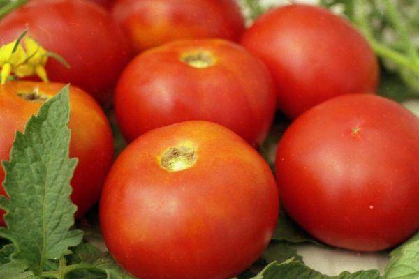Выращиваем богатый урожай ультраранних томатов «солероссо» и защищаем его от вредителей и болезней