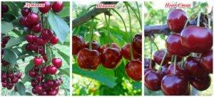 Описание декоративной железистой вишни