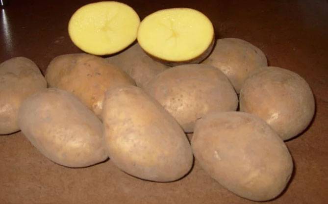 Описание сорта картофеля Ласунок, его характеристика и урожайность