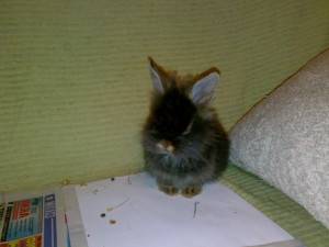 Содержание и уход за декоративным кроликом в домашних условиях для начинающих