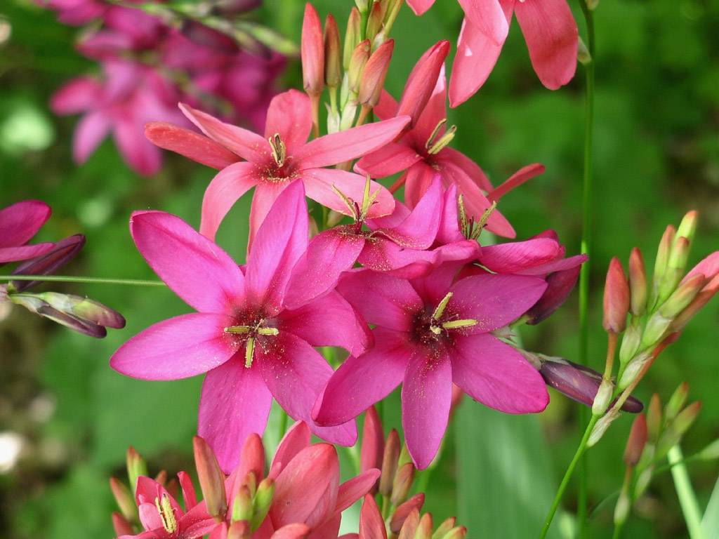 Цветок иксия — посадка и уход в открытом грунте