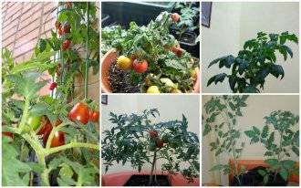 Следуйте инструкции и гибридный томат «иваныч f1» удивит вас обильным плодоношением на грядке или в теплице
