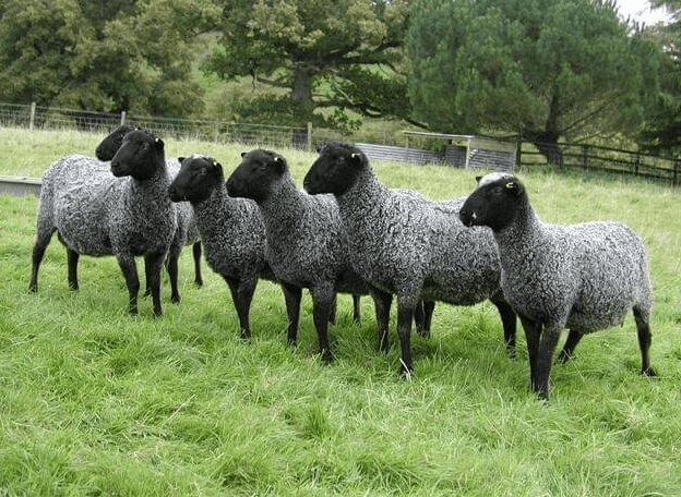 Как и чем кормить овец в домашних условиях?