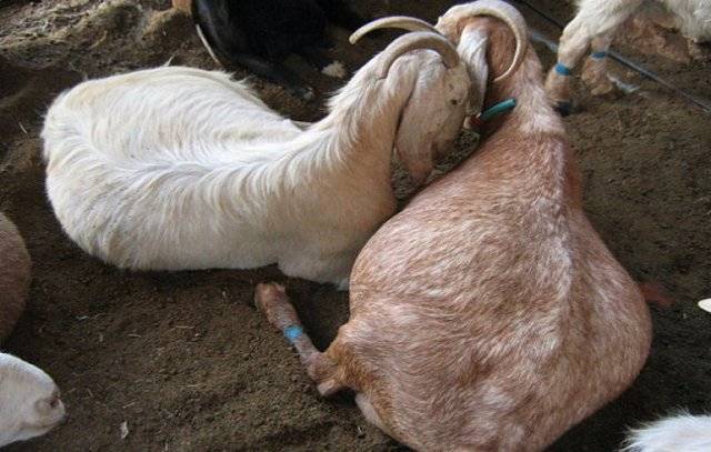 Какие бывают незаразные болезни коз: симптомы и лечение