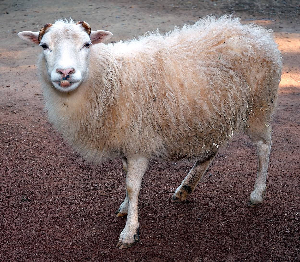Какая самая распространенная порода овец в австралии?