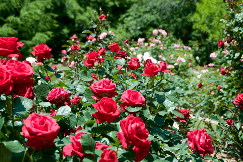 Описание полиантовых сортов роз, уход и выращивание из семян и черенков