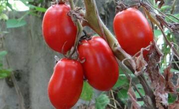 Черные сорта томатов — характеристика, описание, фото