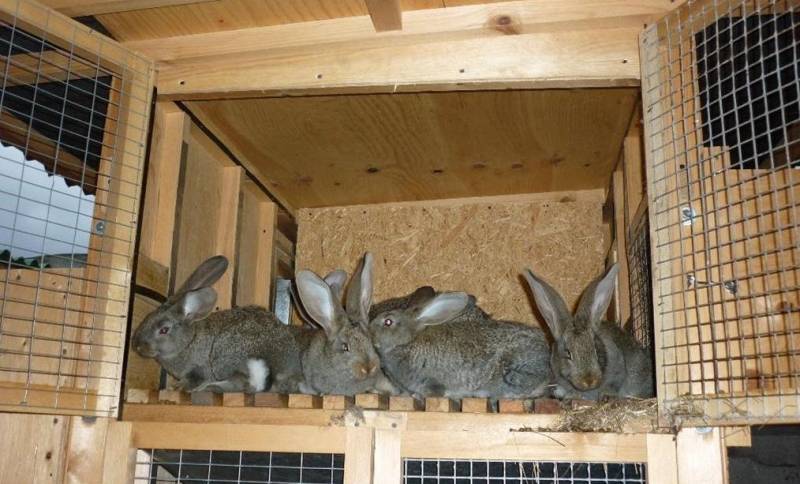 Как самостоятельно сделать бункерную кормушку для кроликов