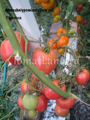 Раннеспелый томат «хали-гали»: характеристика и описание сорта, выращивание, фото плодов