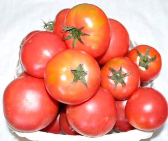 Сорт томат «розовая катя f1»: качественный урожай в течение всего сезона