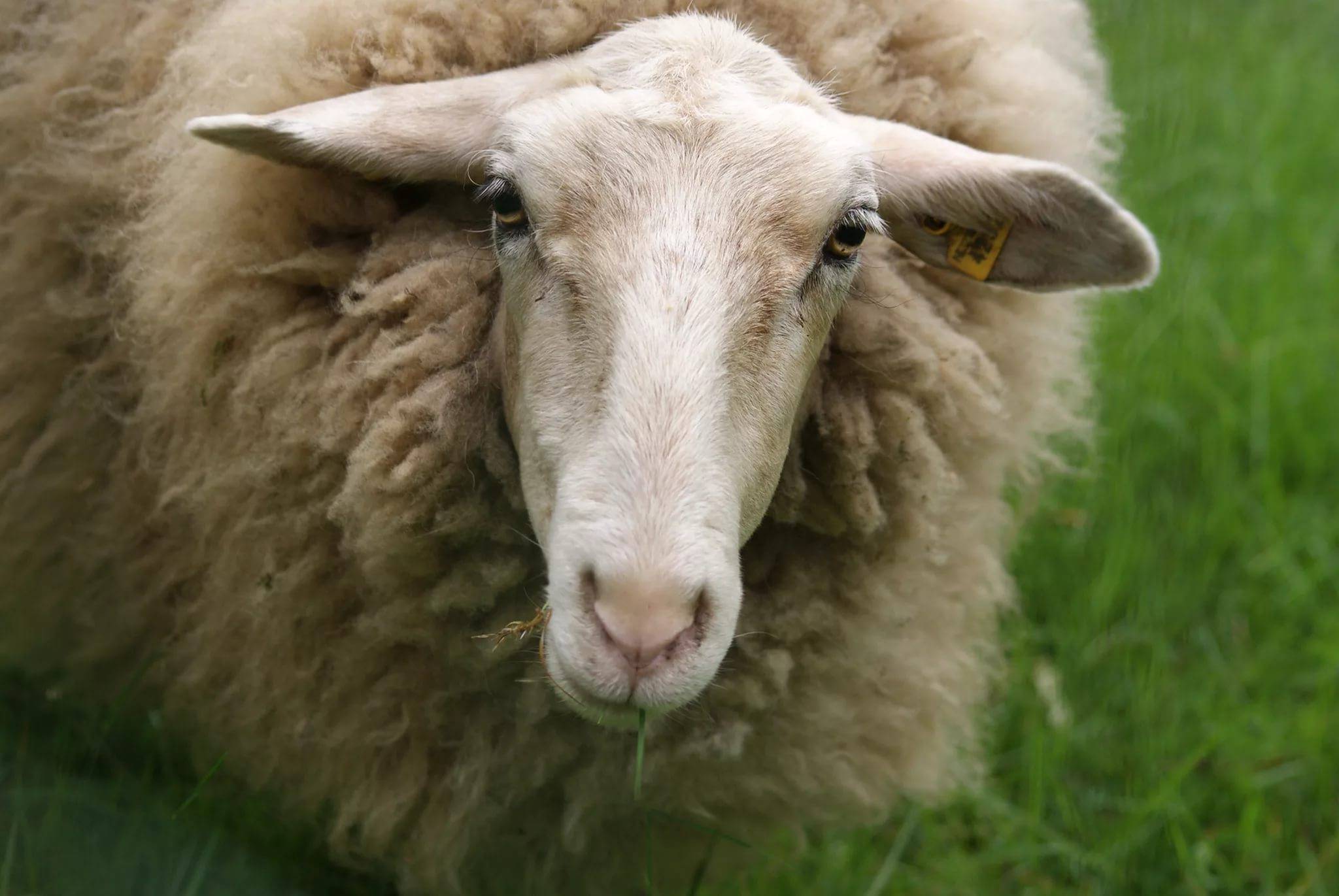 Какие бывают болезни овец и их лечение  для предупреждения осложнений