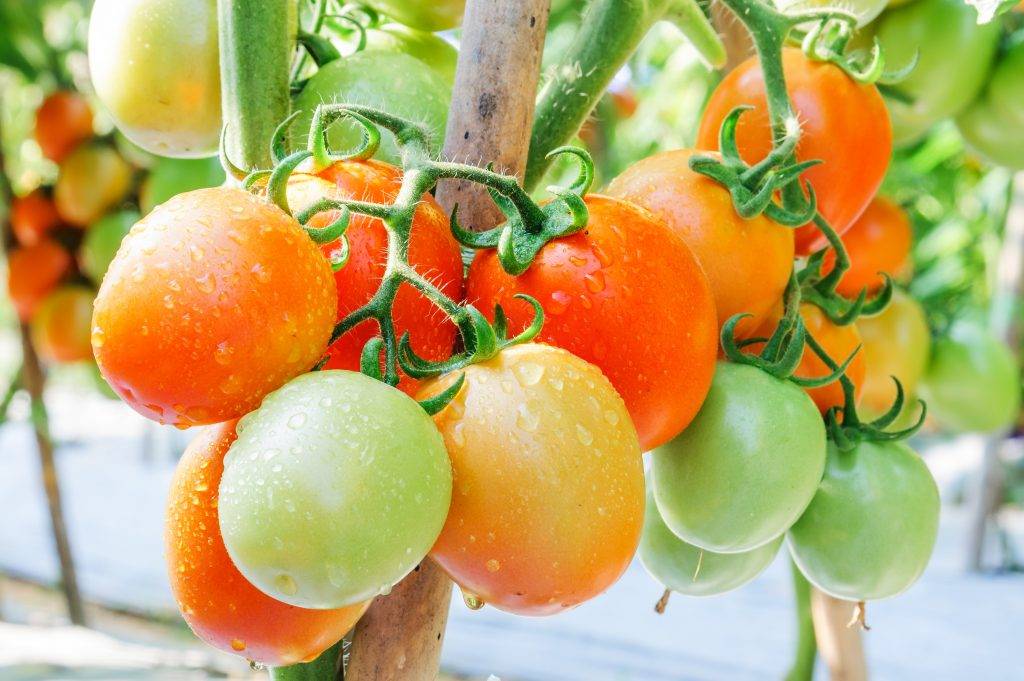 Сорт томата «лентяйка»: описание, характеристика, посев на рассаду, подкормка, урожайность, фото, видео и самые распространенные болезни томатов