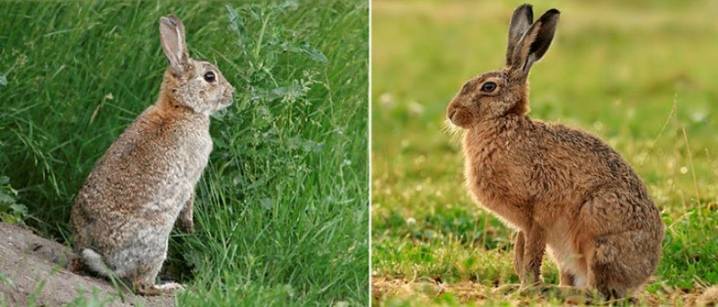 Чем отличается дикий кролик от зайца: основные признаки