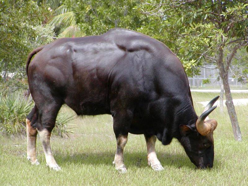 Кормление и содержание быков-осеменителей, использование и особи-гиганты