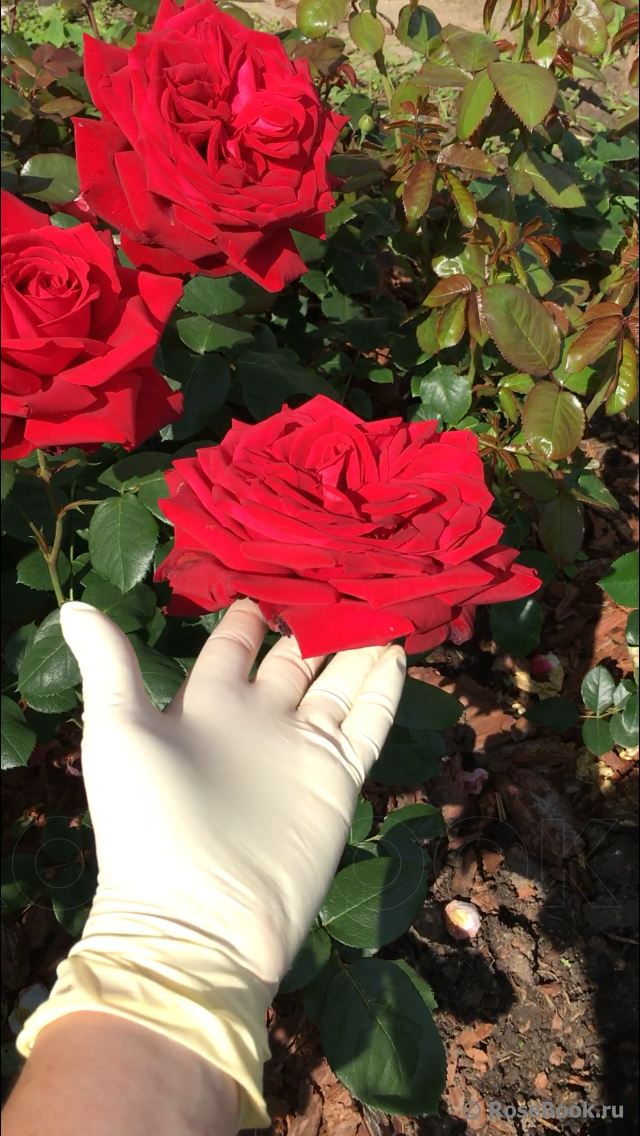 Описание и правила выращивания роз сорта Гранд Аморе