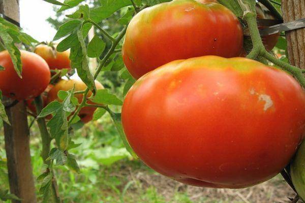 Какие сорта томатов будут лучшими для посадки в 2020 году