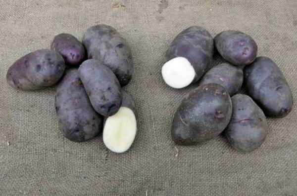 Описание сорта картофеля Хозяюшка, особенности выращивания и урожайность