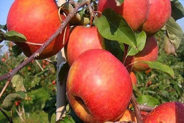 Описание сорта яблок Рубин, характеристики зимостойкости и отзывы садоводов
