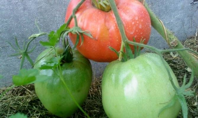 Описание сорта помидор «батяня»