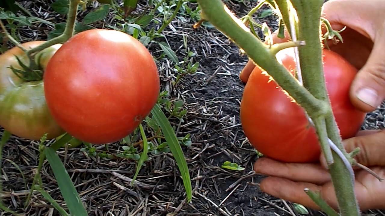 Царский подарок: высокоурожайный томат — характеристики и описание сорта