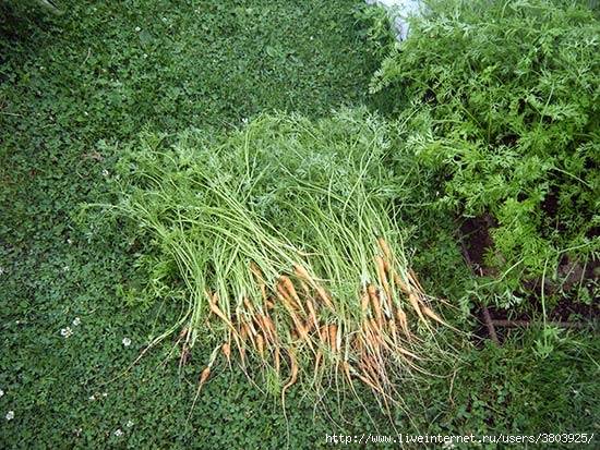 Что такое прополка моркови, чем отличается от прореживания? способы проведения процедуры