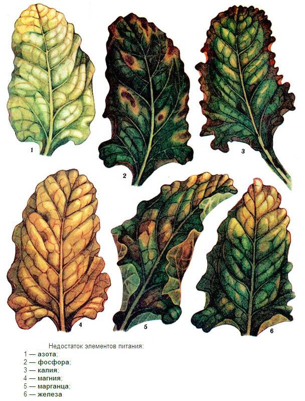 Краснеют листья у свеклы – почему так происходит и что делать