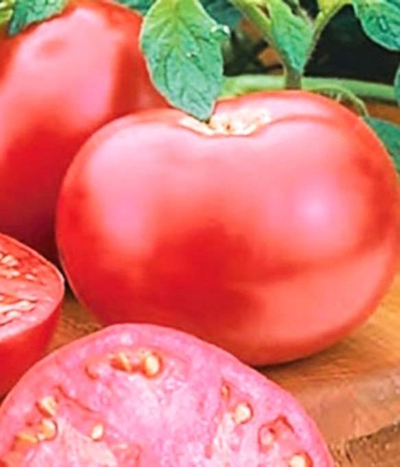 Сорт яблок пинк леди: ботаническое описание и условия для выращивания