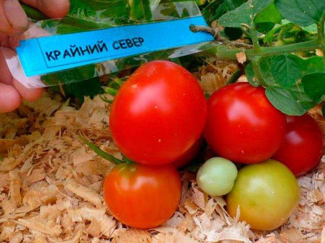 Характеристика и описание сорта томата Рома, его урожайность