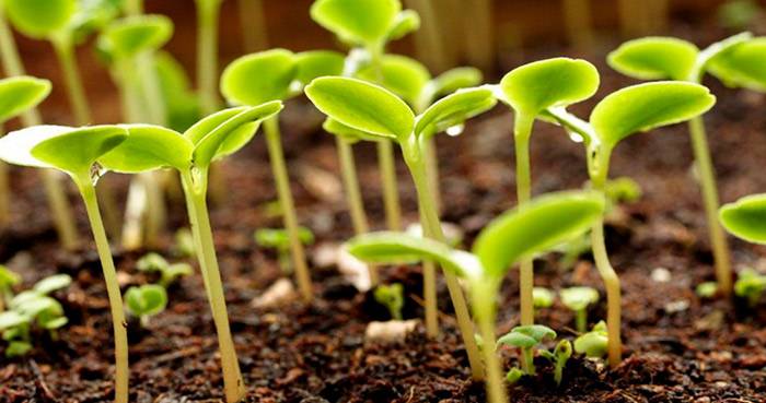Гумат калия – правильное применение полезных для растений кислотных солей (94 фото + инструкция)