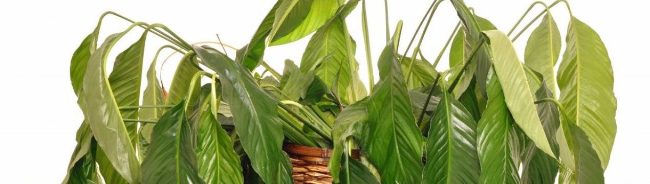 Причины пожелтения и скручивания листьев у кабачков