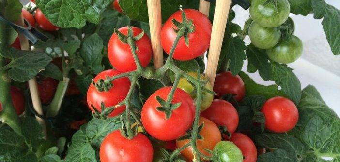 Характеристика и описание сорта томата мариша, его урожайность
