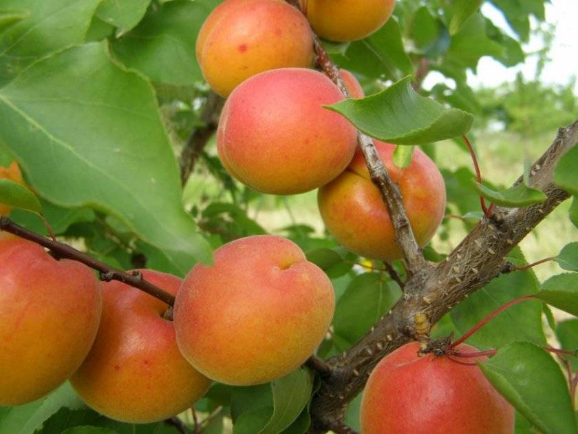 Ульянихинский сорт абрикоса: морозоустойчивый и вкусный