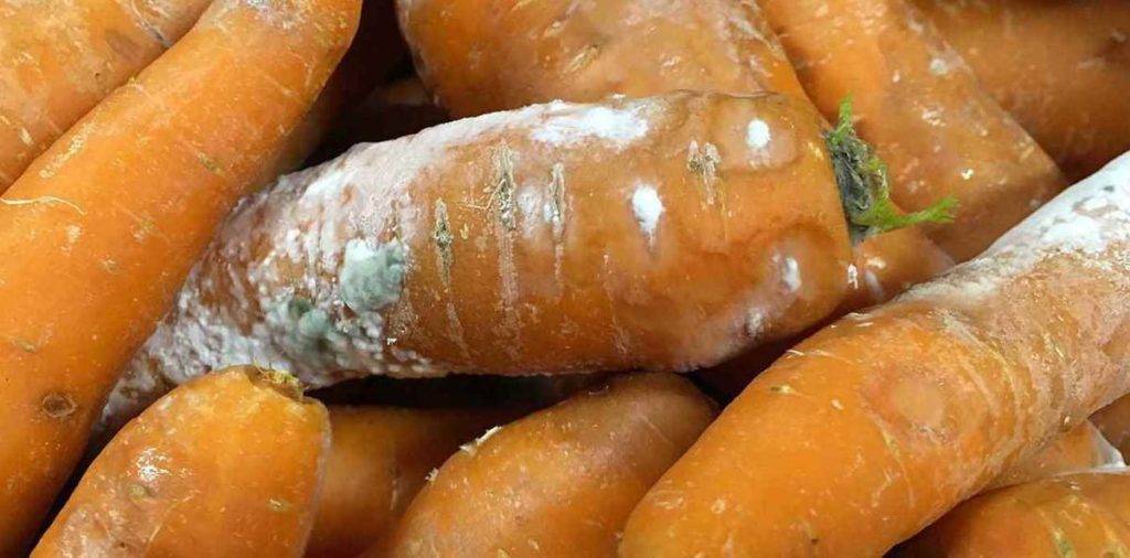Календарь обработки свеклы и моркови от болезней и вредителей
