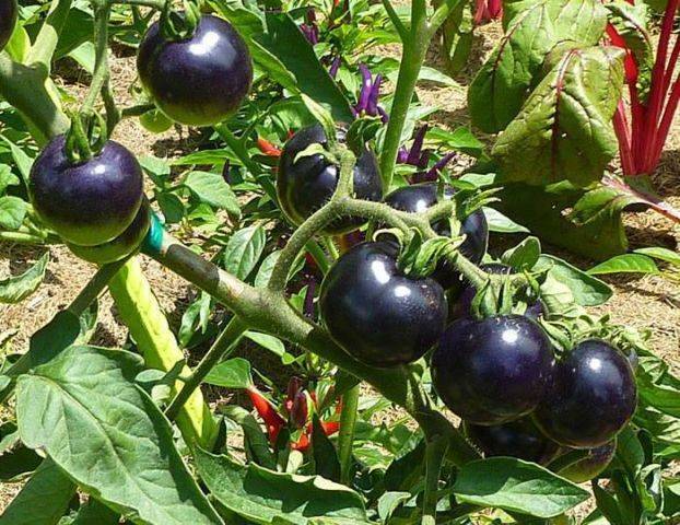 Насладитесь вкусными плодами томатов индиго роуз — описание сорта и особенности выращивания