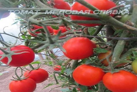Мелкоплодный и вкусный — томат детский сладкий «сливка»: описание сорта и его характеристики