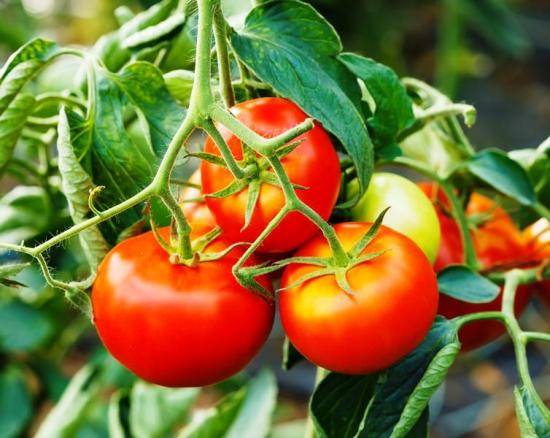 Сорт помидора «никола»: фото, отзывы, описание, характеристика, урожайность
