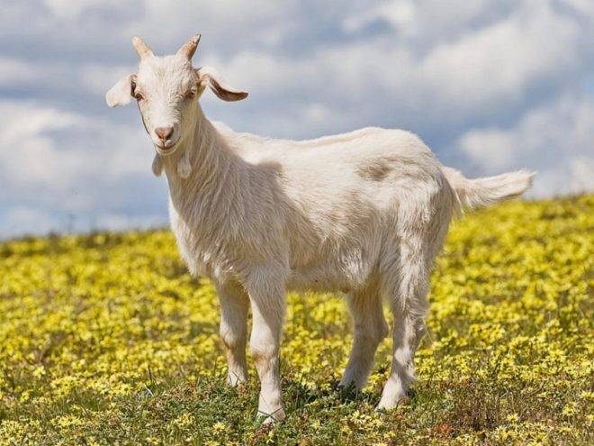 Описание и характеристики коз бурской породы, правила их содержания