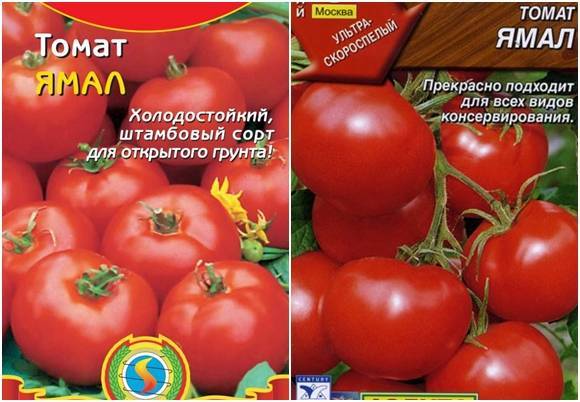 Неприхотливый томат «ямал» вырастет без ваших усилий: характеристика и описание сорта