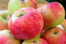Описание и характеристики сорта яблони юбиляр, посадка, выращивание и уход