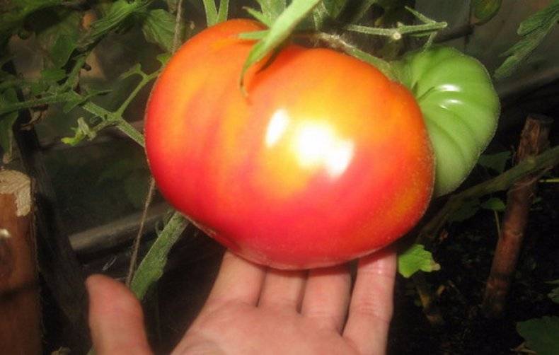 Томат «грейпфрут»: фото и описание, характеристика, отзывы