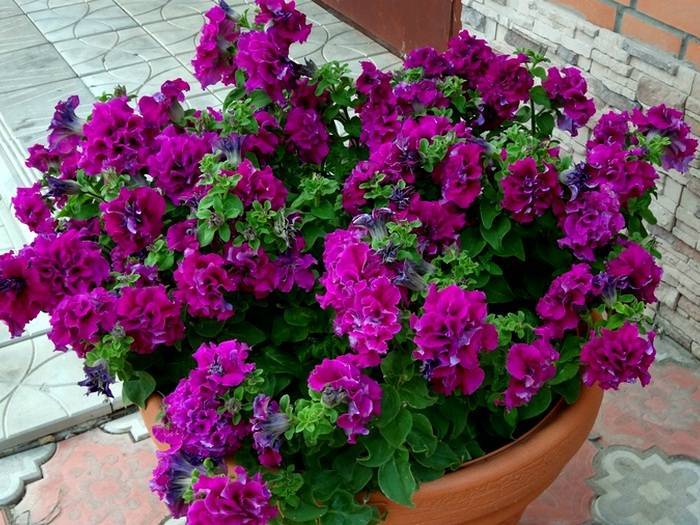 Петуния балконная и махровая (petunia): уход, выращивание рассады
