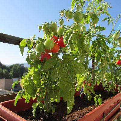Сорт помидора «жемчужина сибири»: фото, отзывы, описание, характеристика, урожайность