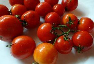 Описание сорта томата гс-12 f1, его характеристика и урожайность