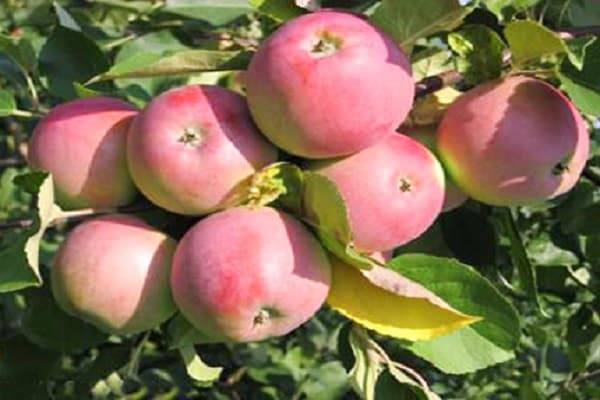 Описание сорта яблонь родниковая, урожайность и выращивание